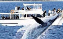【高清VR】黄金海岸观鲸之旅