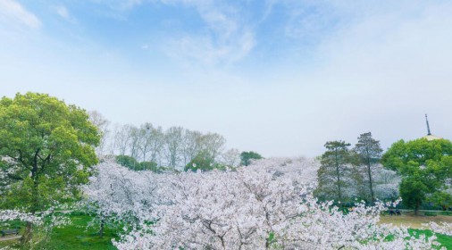 春色武汉--东湖磨山樱园-赏樱